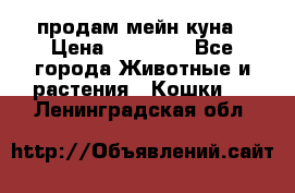 продам мейн куна › Цена ­ 15 000 - Все города Животные и растения » Кошки   . Ленинградская обл.